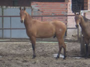 Ganader�a Don Sancho