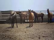 Ganader�a Don Sancho