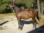 Ganader�a Don Sancho