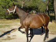 Ganader�a Don Sancho