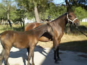 Ganader�a Don Sancho