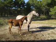 Ganader�a Don Sancho