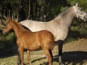 Ganader�a Don Sancho