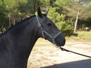 Ganader�a Don Sancho