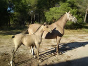 Ganader�a Don Sancho