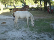 Ganader�a Don Sancho