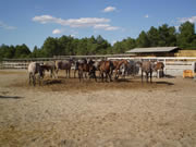 Ganader�a Don Sancho