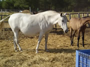 Ganader�a Don Sancho