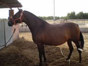 Ganader�a Don Sancho