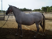 Ganader�a Don Sancho