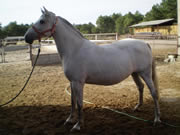 Ganader�a Don Sancho