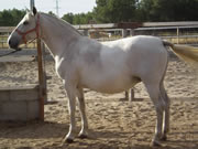 Ganader�a Don Sancho