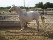 Ganader�a Don Sancho