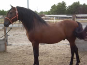 Ganader�a Don Sancho