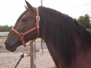 Ganader�a Don Sancho