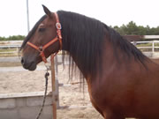 Ganader�a Don Sancho